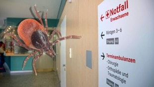 Vor allem in der Nacht stürmen die Wiener mit Zeckenbissen die Notfallambulanzen – und müssen ...