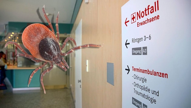 Vor allem in der Nacht stürmen die Wiener mit Zeckenbissen die Notfallambulanzen – und müssen ...