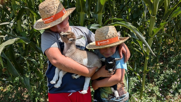 Die beiden Buben, die Tiere lieben, finden Ablenkung auch bei den Ziegenbabys
