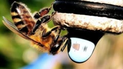 Eine Biene beim Wassertrinken: Ein Stock braucht zirka einen halben Liter am Tag.