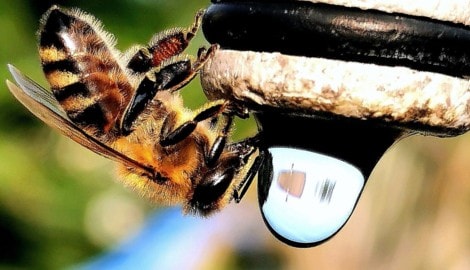 Eine Biene beim Wassertrinken: Ein Stock braucht zirka einen halben Liter am Tag.