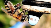 Eine Biene beim Wassertrinken: Ein Stock braucht zirka einen halben Liter am Tag.