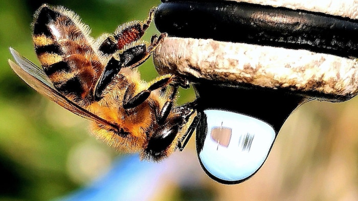 Bienen brauchen Wasser dringend, um den Stock zu kühlen. Dafür fächern sie unermüdlich