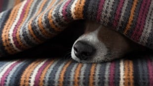 Die Nachttemperaturen sinken teils in den einstelligen Bereich.