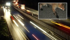 Wegen eines Fuchses kam es in der Nacht auf Montag auf der A12 zum Unfall (Symbolbild).