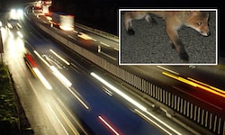 Wegen eines Fuchses kam es in der Nacht auf Montag auf der A12 zum Unfall (Symbolbild).