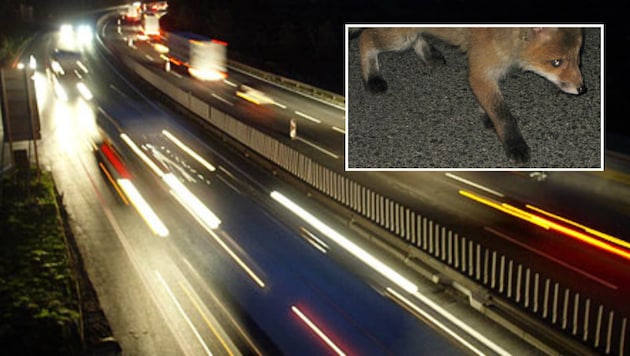 Wegen eines Fuchses kam es in der Nacht auf Montag auf der A12 zum Unfall (Symbolbild).