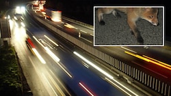 Wegen eines Fuchses kam es in der Nacht auf Montag auf der A12 zum Unfall (Symbolbild).