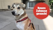 „Gerettet“ ohne Plan.