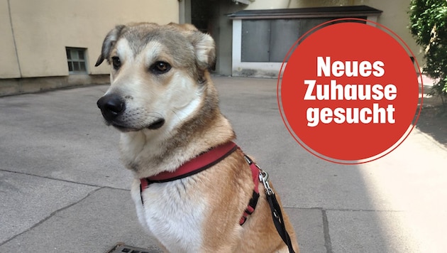„Gerettet“ ohne Plan.