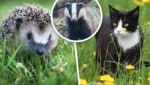 Zuerst erschoss der Jäger einen Igel, den er mit einem Dachs verwechselte, dann die zweijährige ...