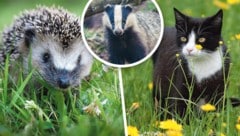 Zuerst erschoss der Jäger einen Igel, den er mit einem Dachs verwechselte, dann die zweijährige ...