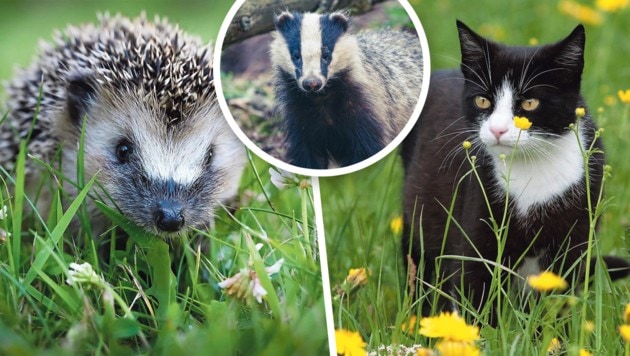 Zuerst erschoss der Jäger einen Igel, den er mit einem Dachs verwechselte, dann die zweijährige ...