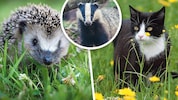 Zuerst erschoss der Jäger einen Igel, den er mit einem Dachs verwechselte, dann die zweijährige ...