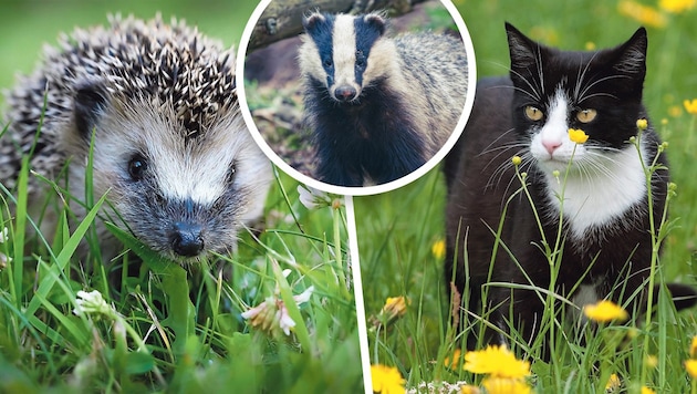 Zuerst erschoss der Jäger einen Igel, den er mit einem Dachs verwechselte, dann die zweijährige ...