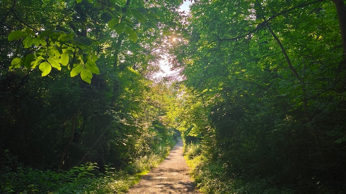 Umhüllt von einer grünen Pracht genieße ich hier den Start in den Feierabend.