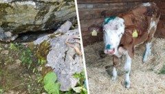 In Tirol hat die Feuerwehr ein Kalb gerettet, das unter einem Felsen eingeklemmt war.