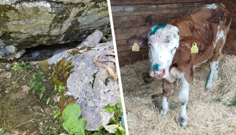 In Tirol hat die Feuerwehr ein Kalb gerettet, das unter einem Felsen eingeklemmt war.