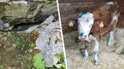 In Tirol hat die Feuerwehr ein Kalb gerettet, das unter einem Felsen eingeklemmt war.