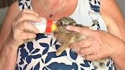 Die Milch für die Tiere drohte auszugehen.