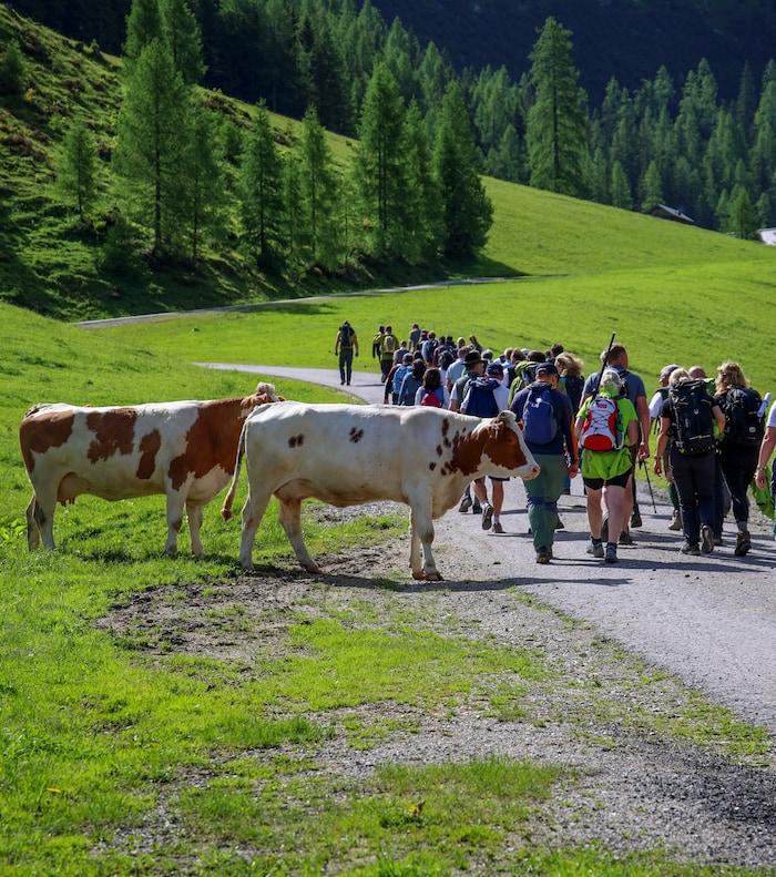 Wanderer und Kühe auf der Alm: Es kommt auch viele Male zu friedlichen Begegnungen.