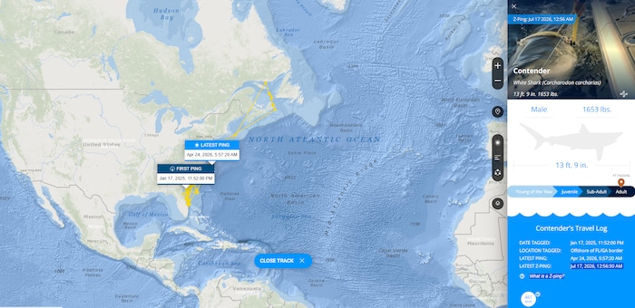 Auf der Website von Ocearch kann man den Z-Ping des Giganten sehen.