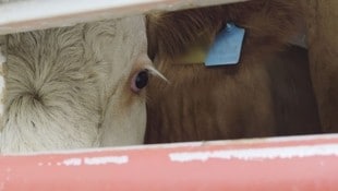 Tierschützer des Vereins gegen Tierfabriken verfolgten Tiertransporter eines österreichischen ...