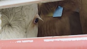 Tierschützer des Vereins gegen Tierfabriken verfolgten Tiertransporter eines österreichischen ...