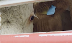 Tierschützer des Vereins gegen Tierfabriken verfolgten Tiertransporter eines österreichischen ...