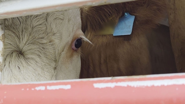 Tierschützer des Vereins gegen Tierfabriken verfolgten Tiertransporter eines österreichischen ...