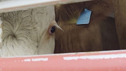 Tierschützer des Vereins gegen Tierfabriken verfolgten Tiertransporter eines österreichischen ...