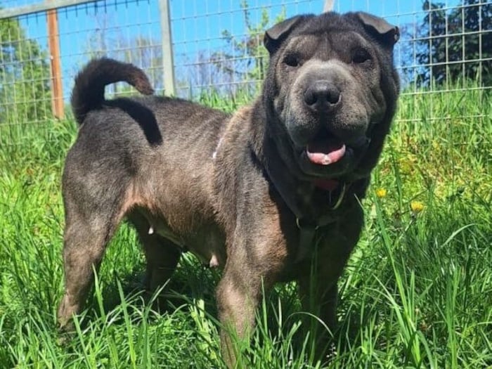 Traumhund sucht Traumbesitzer.