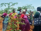 Bäuerinnen in Indien im „Back 2 Nature“-Programm von Jugend Eine Welt
