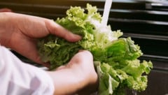 Verunreinigter Salat dürfte für den aktuellen Cyclospora-Ausbruch in den USA verantwortlich ...