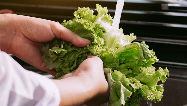 Verunreinigter Salat dürfte für den aktuellen Cyclospora-Ausbruch in den USA verantwortlich ...