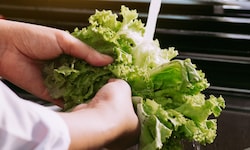 Verunreinigter Salat dürfte für den aktuellen Cyclospora-Ausbruch in den USA verantwortlich ...
