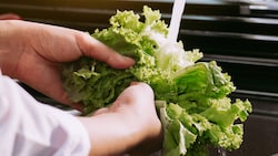 Verunreinigter Salat dürfte für den aktuellen Cyclospora-Ausbruch in den USA verantwortlich ...