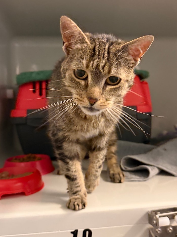Geht niemand diese Katzenseniorin ab?