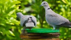 Besonders im Sommer freuen sich Tauben über eine erfrischende Wasserstelle.