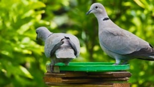 Besonders im Sommer freuen sich Tauben über eine erfrischende Wasserstelle.