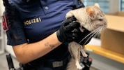 Das Nagetier Chinchilla wurde von der Polizei gerettet. 