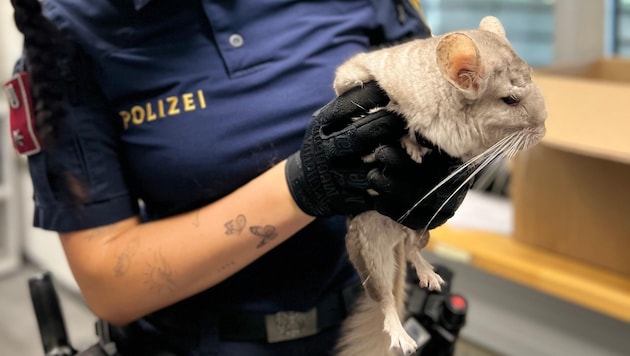 Das Nagetier Chinchilla wurde von der Polizei gerettet.