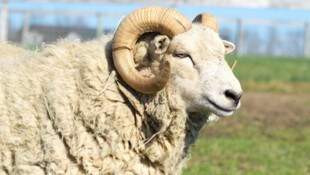 In Bielefeld wurden zwei Ouessantschafe kaltblütig ermordet.