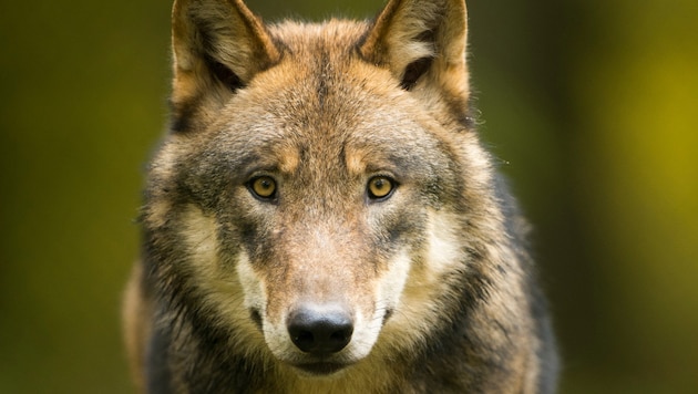 „Als man im Dreißigjährigen Krieg beobachtete, dass der Wolf als Aasfresser Leichen am ...