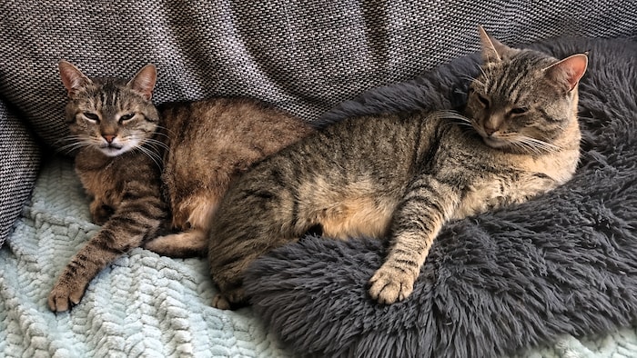 Paco und Diego sind verschwunden!