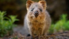 Der australische Quokka