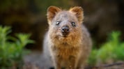 Der australische Quokka