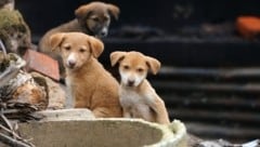 Tierschützer werfen Marokko vor, zahlreiche Straßenhunde zu töten.