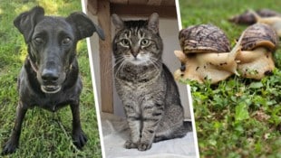 Lucky Sabrina, Nabla und zahlreiche Riesenschnecken warten noch auf ihre Lebensplätze.