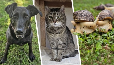 Lucky Sabrina, Nabla und zahlreiche Riesenschnecken warten noch auf ihre Lebensplätze.